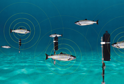 image from Fish Telemetry Data Analysis -  R